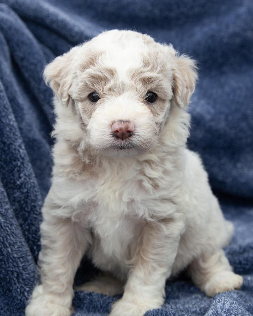 Mini Goldendoodle - Female