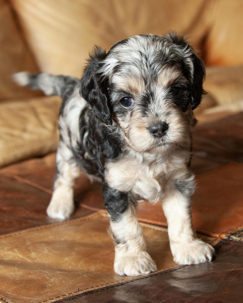 Cavapoo - Female