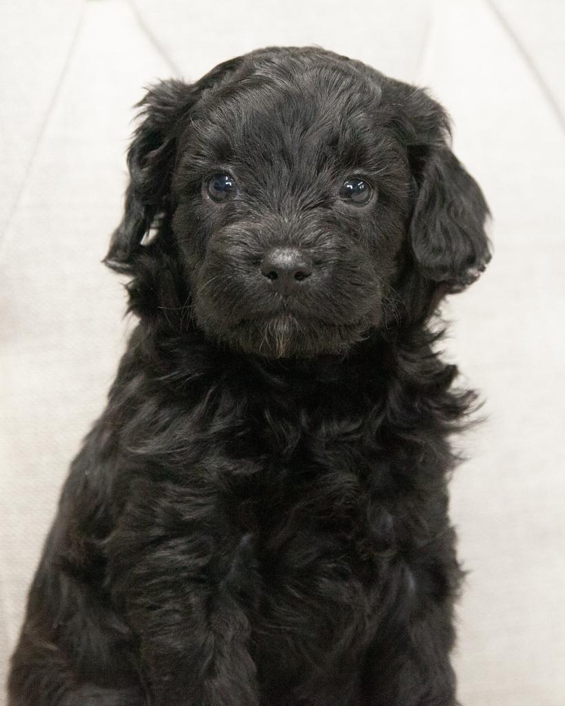 Petite F1b Goldendoodle - Female