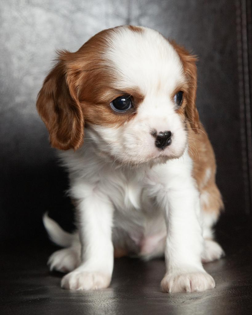 Cavalier King Charles Spaniel - Male