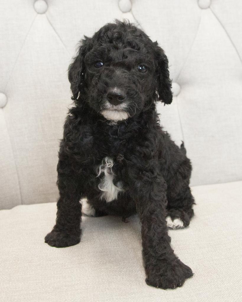 Mini F1B Goldendoodle - Male