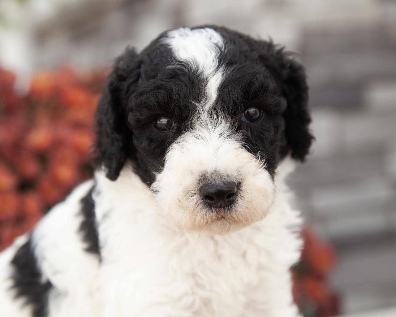 Mini F1b Goldendoodle - Male