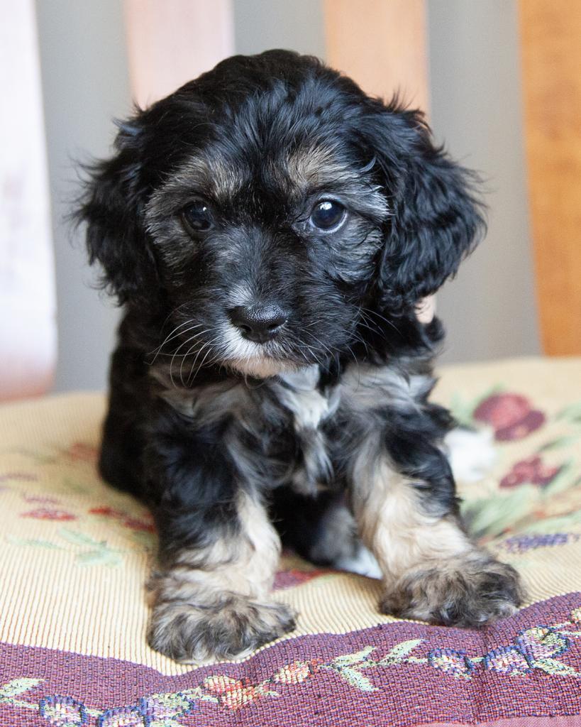 Cavapoo - Female