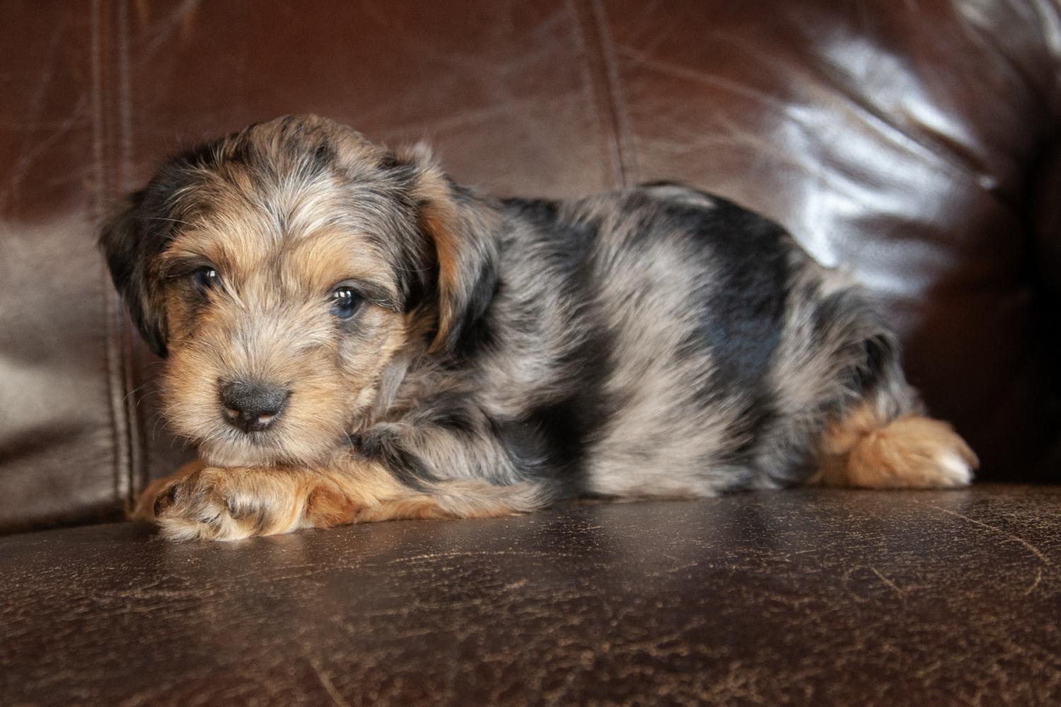 Yorkiepoo - Male