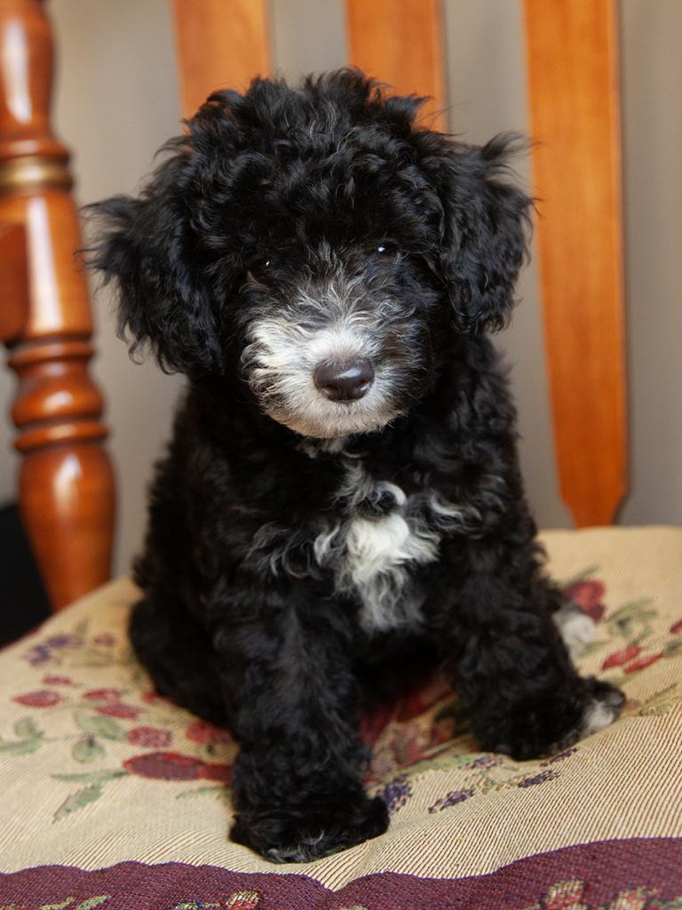 Petite F1b Goldendoodle - Female