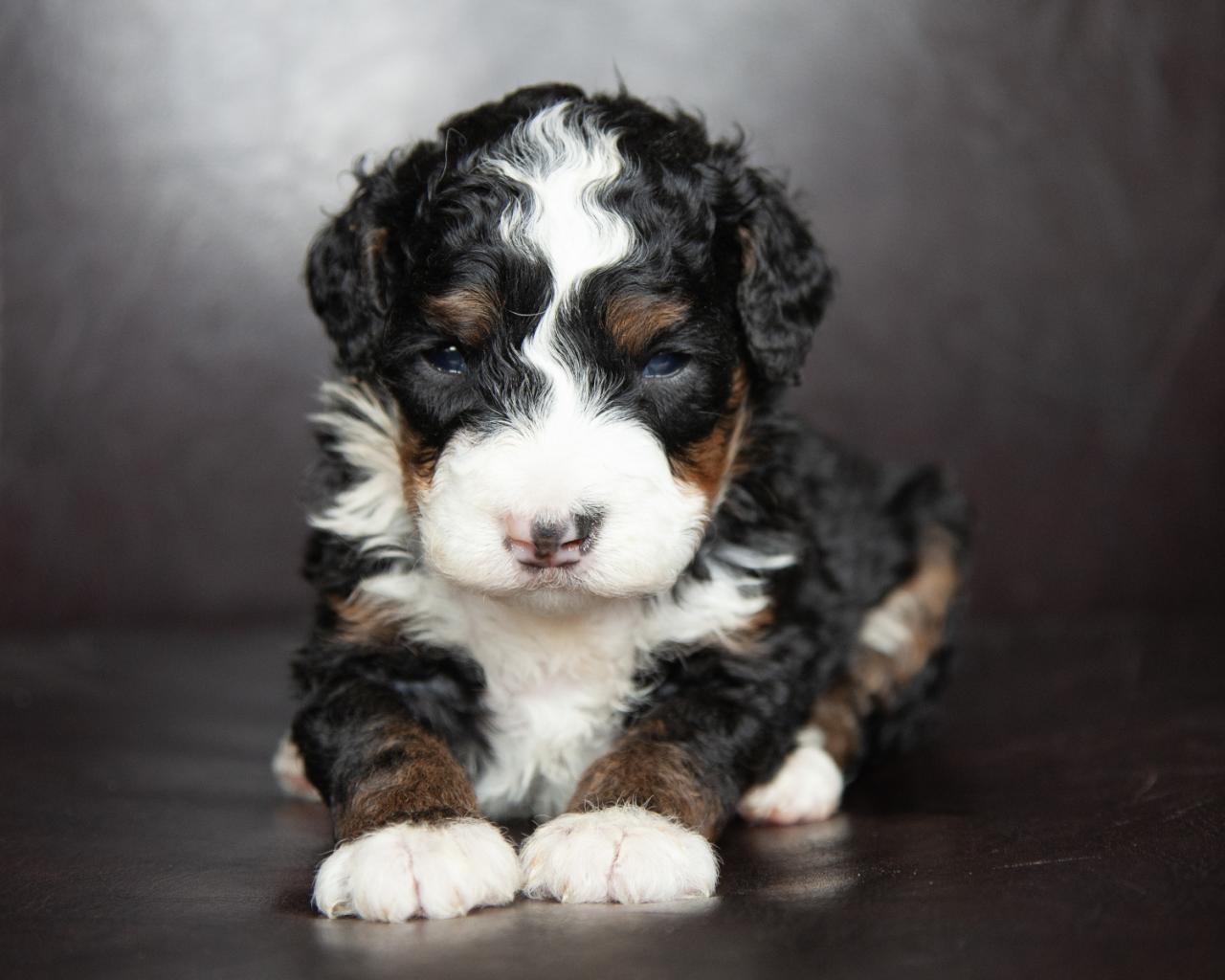 Mini F2 Bernedoodle - Female