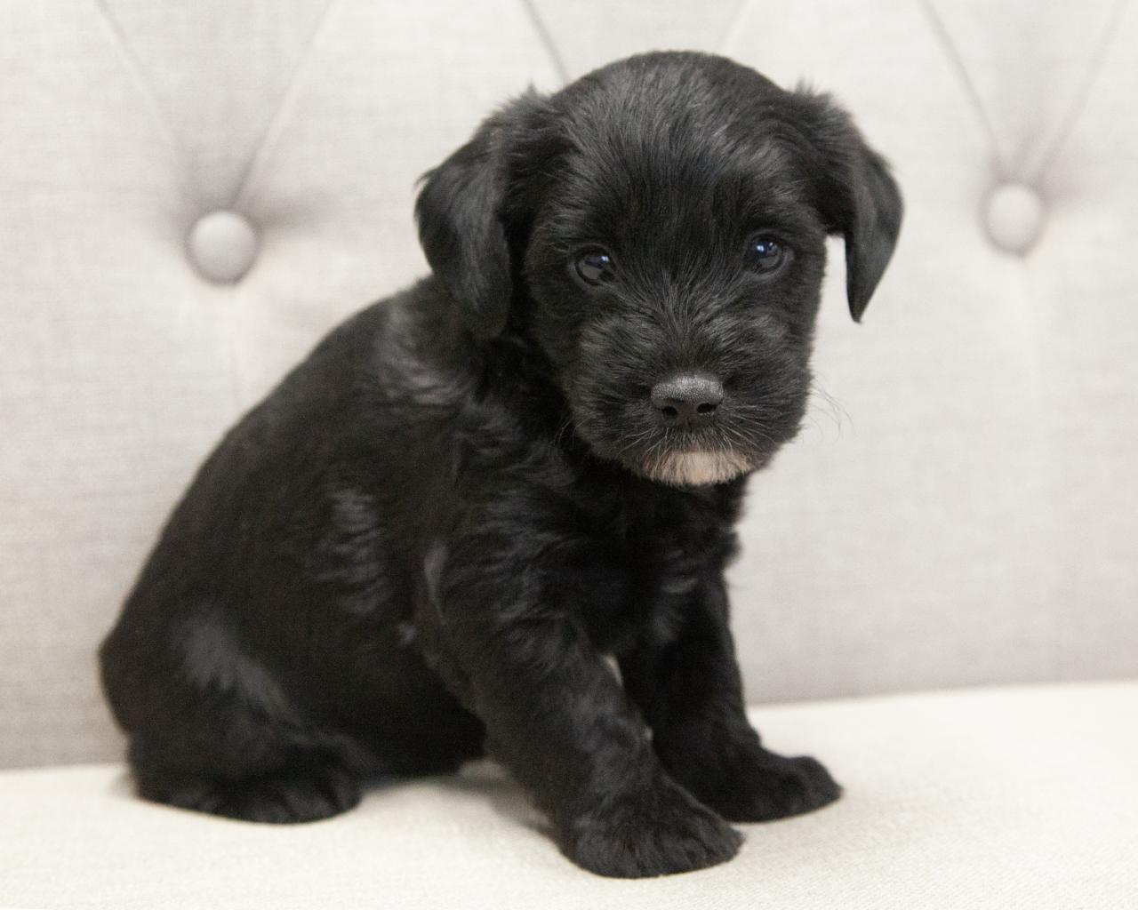 Yorkiepoo - Male