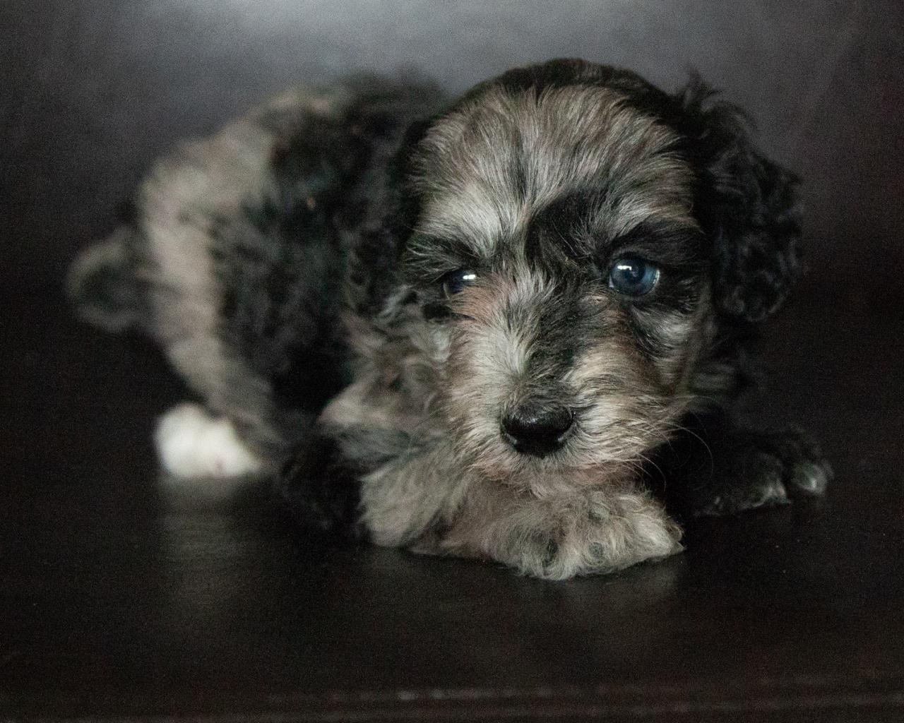 Mini Bernedoodle - Female