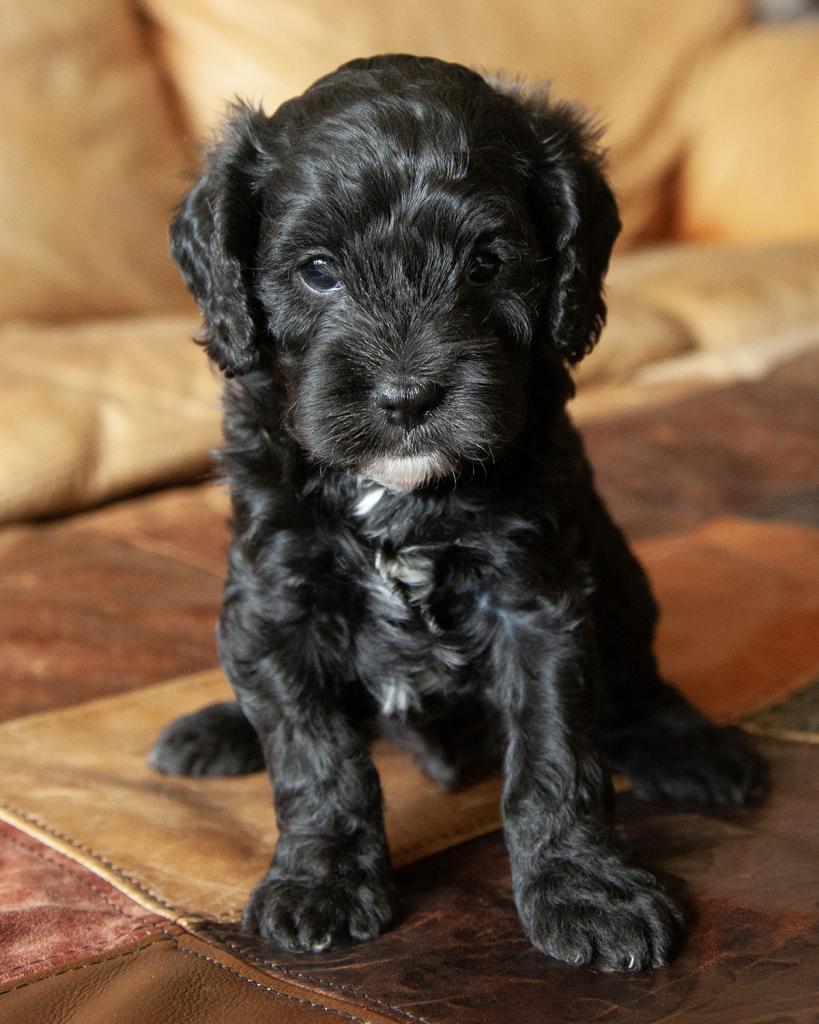 Cavapoo - Male