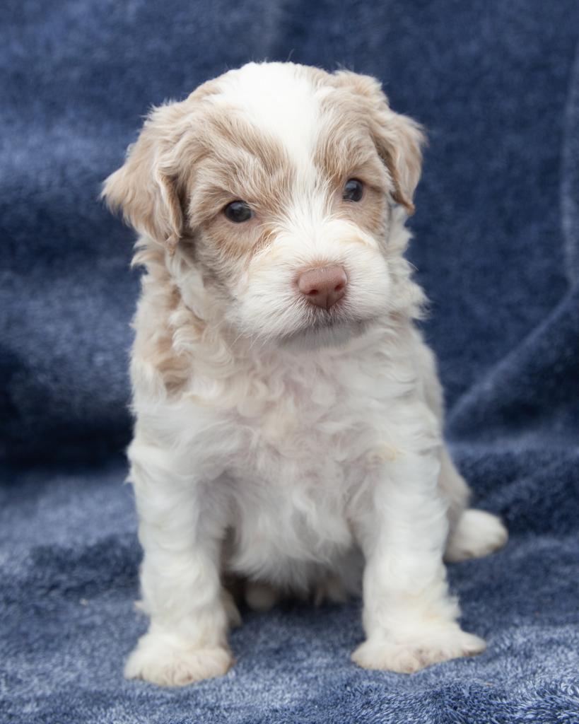 Mini Goldendoodle - Male