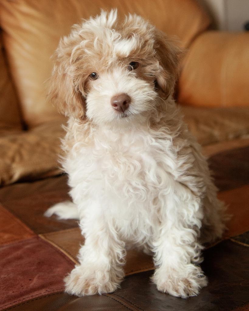 Mini Goldendoodle - Male