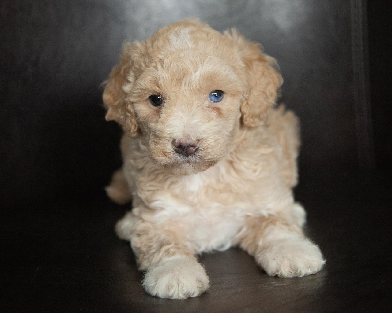 Mini Bernedoodle - Female