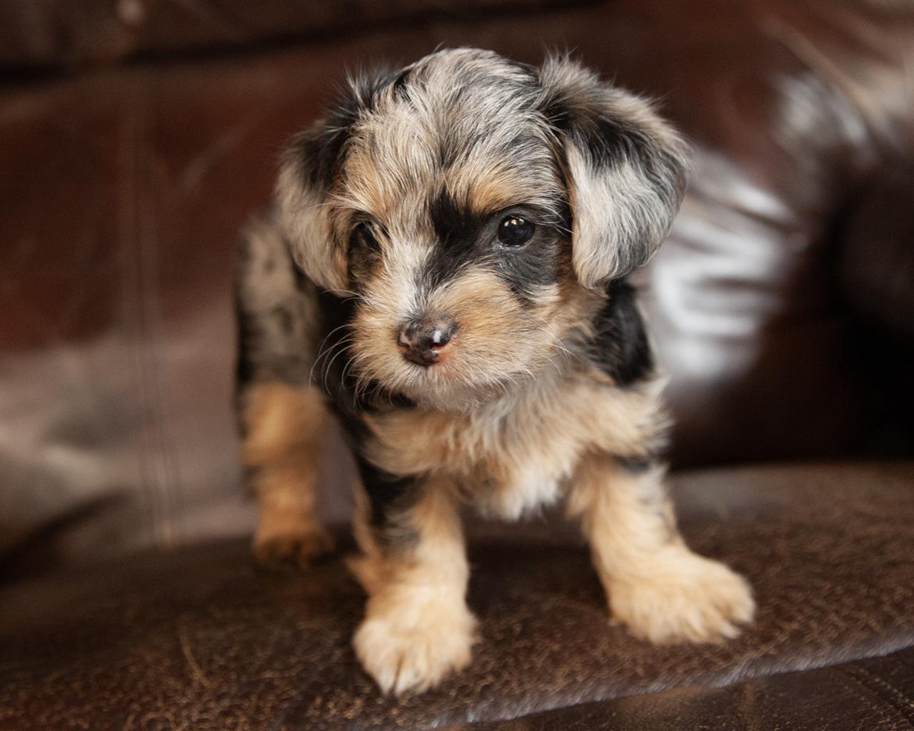 Yorkiepoo - Female