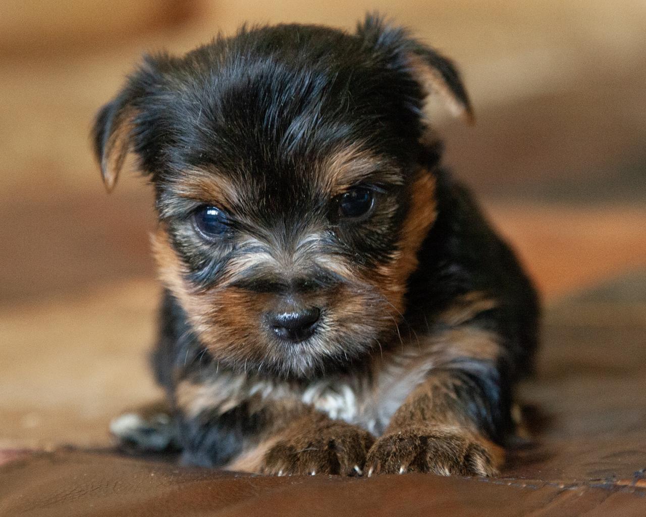 Yorkshire Terrier - Female