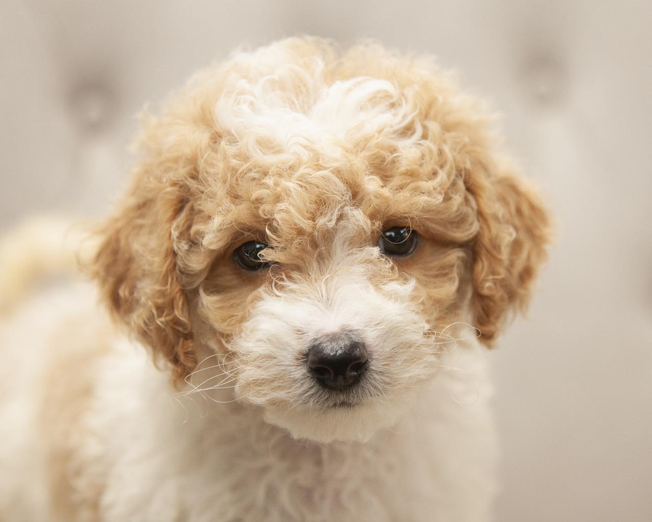 Mini F1B Goldendoodle - Female
