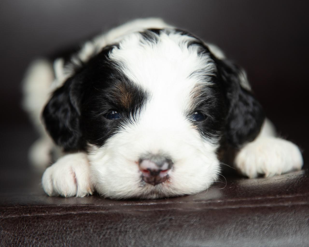 Mini F2 Bernedoodle - Female