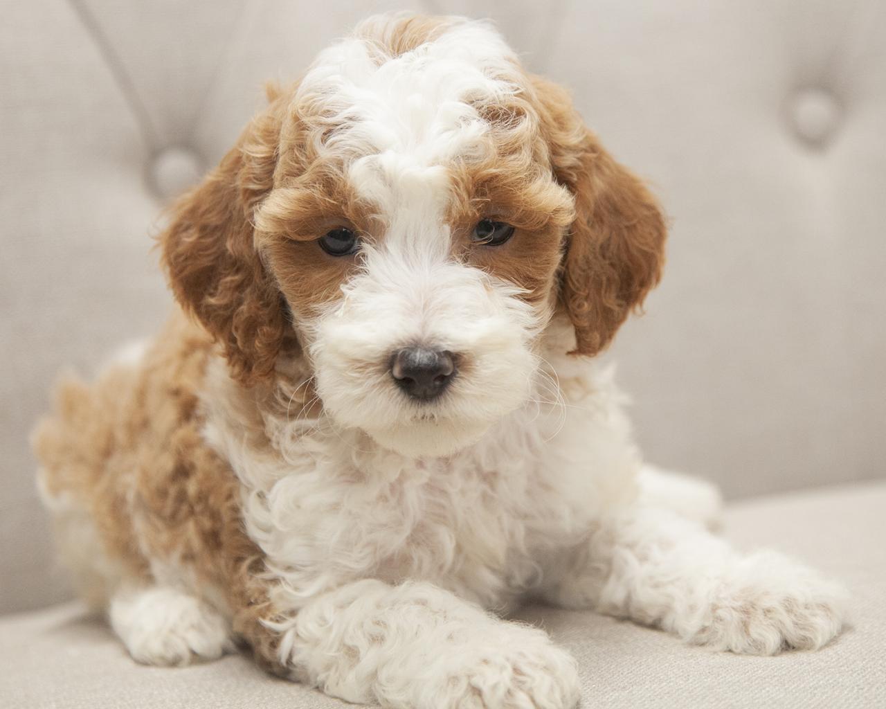 Mini F1B Goldendoodle - Female