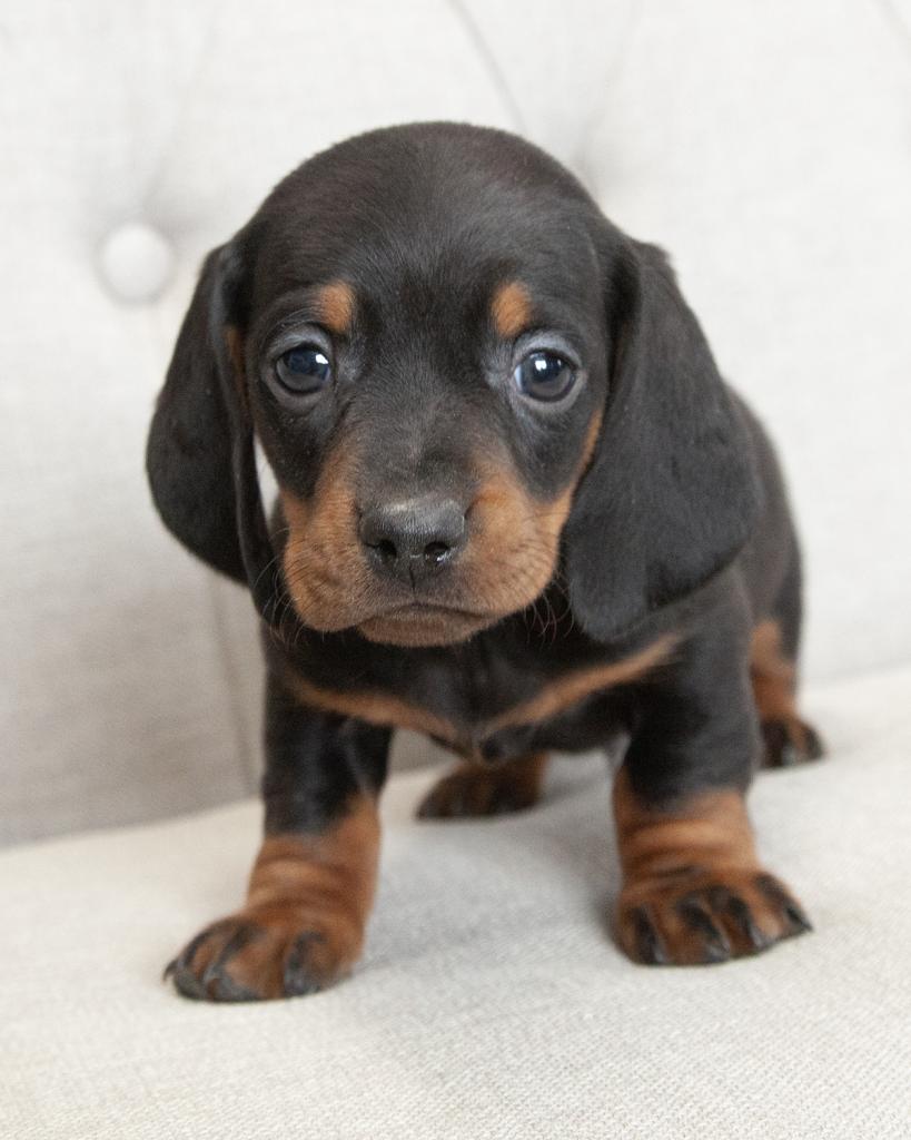 Mini Dachshund - Male