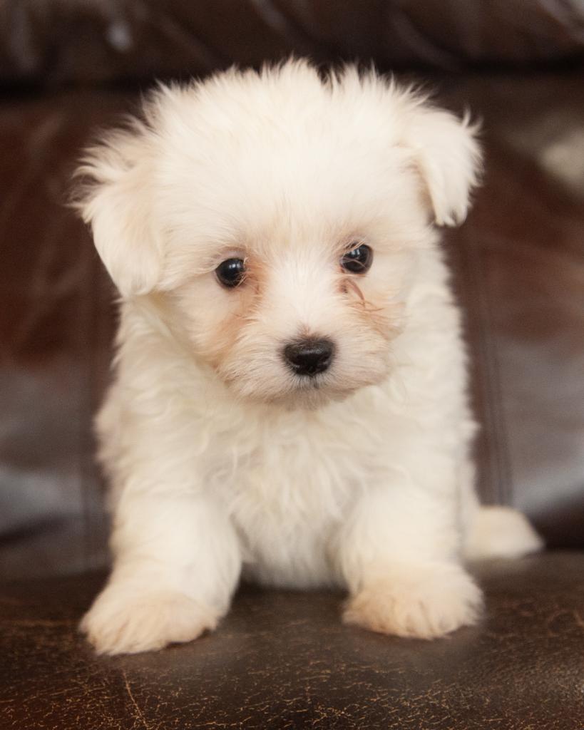 Maltese - Male