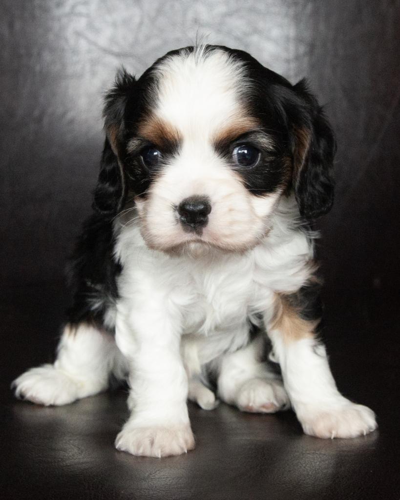 Cavalier King Charles Spaniel - Male