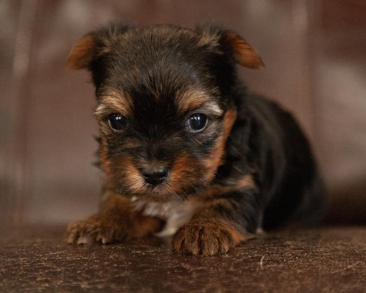 Yorkshire Terrier - Female
