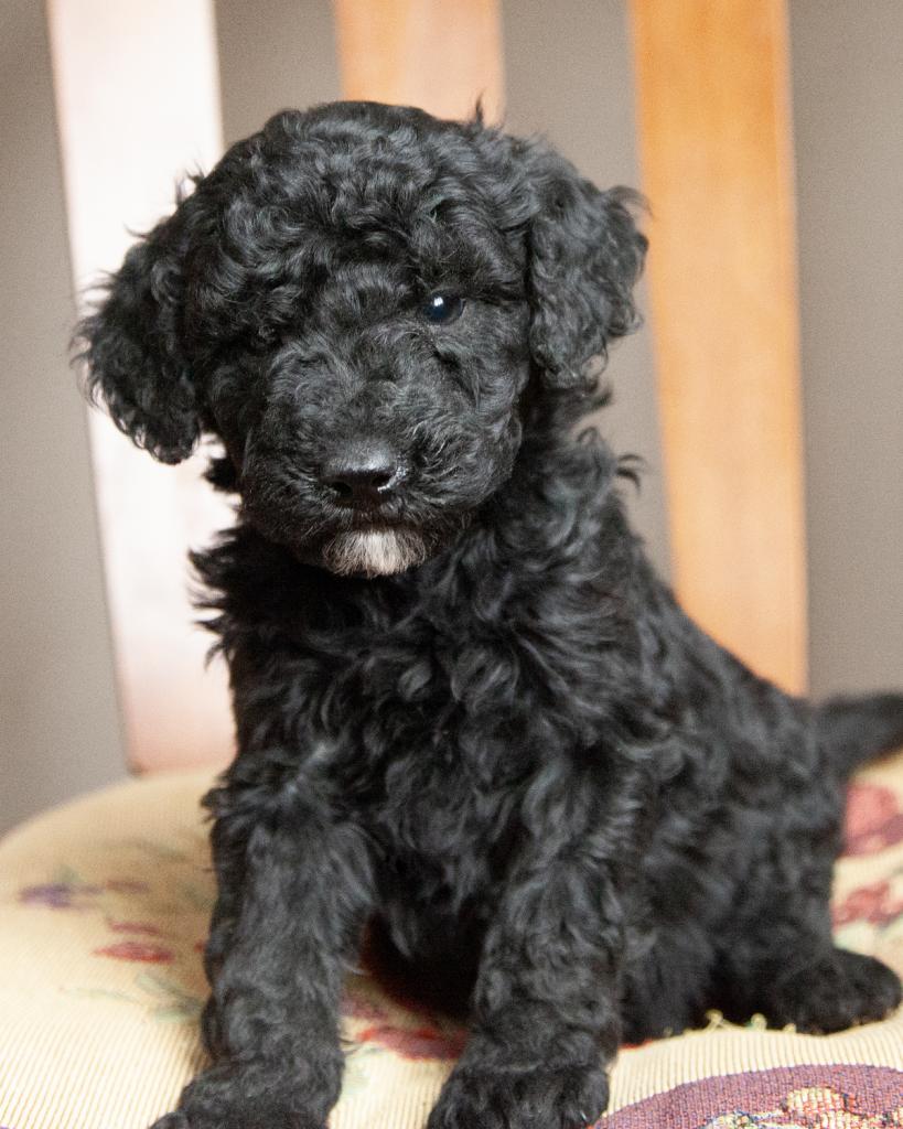 Mini Goldendoodle - Male