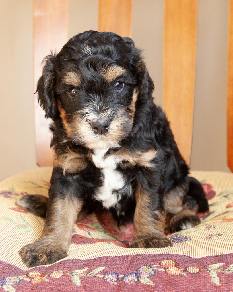 Mini Bernedoodle - Male