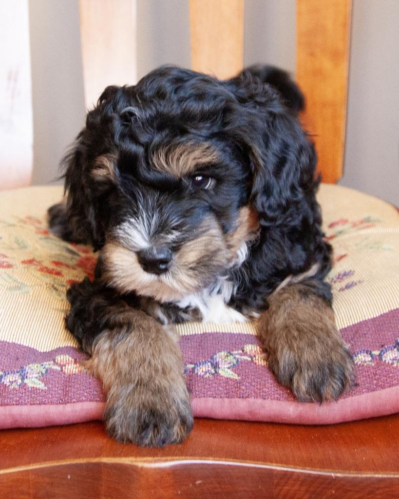 Mini Bernedoodle - Male