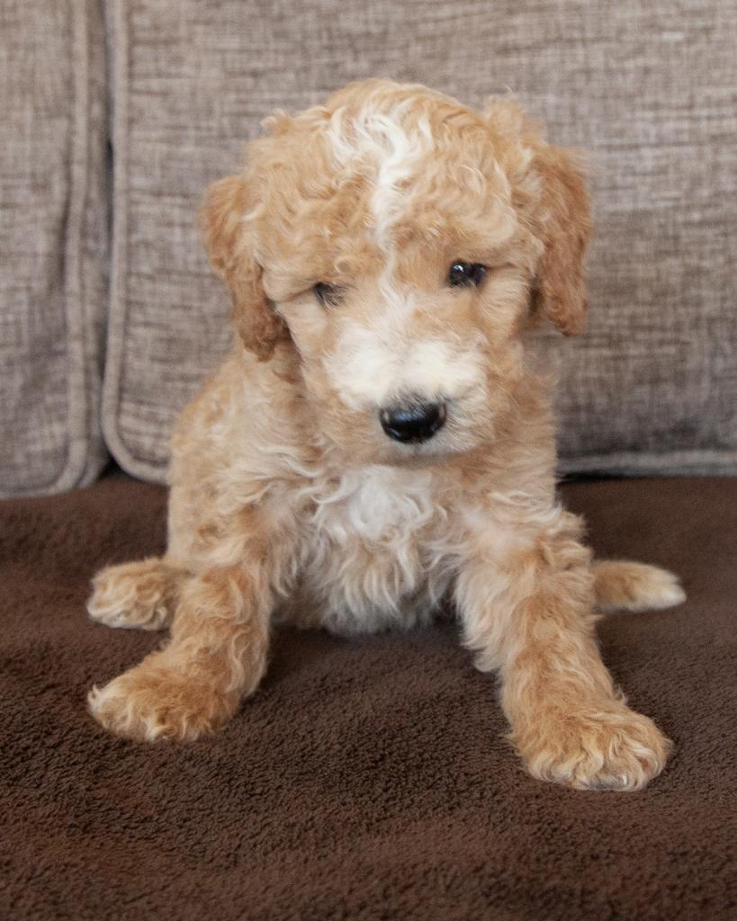 Mini Goldendoodle - Male