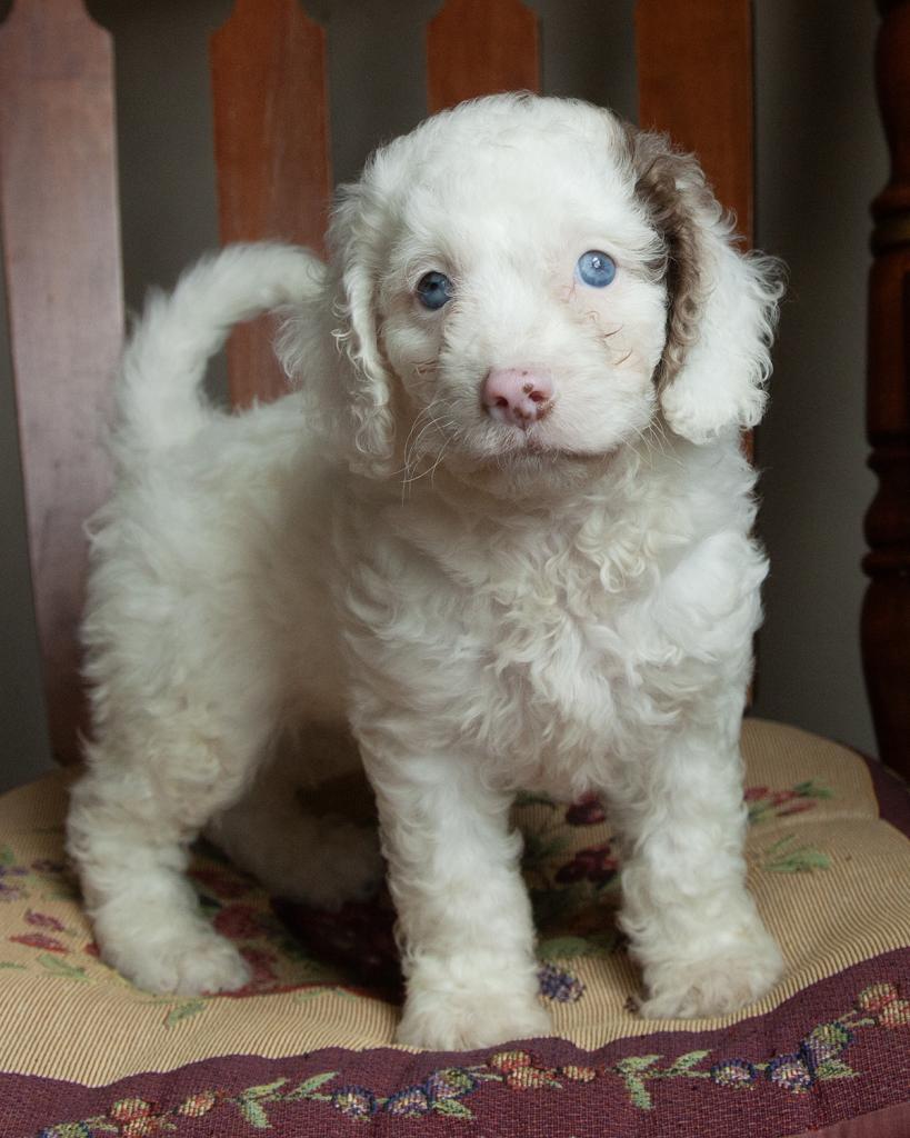 Mini F1b Goldendoodle - Male