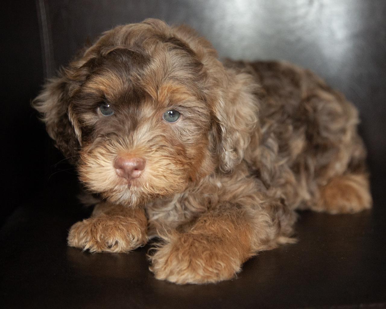 Mini Bernedoodle - Female
