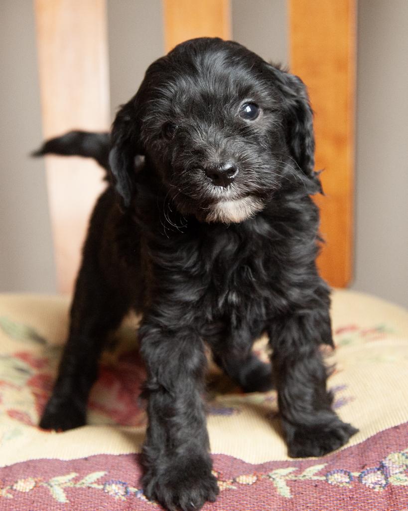 Mini Goldendoodle - Female