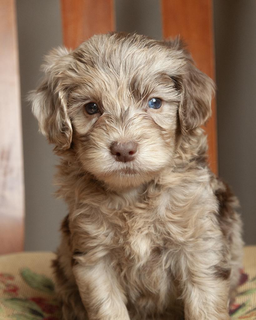 Mini Goldendoodle - Female