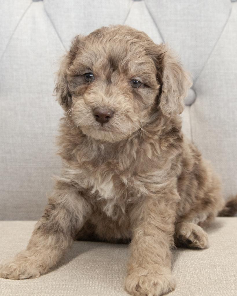 Mini Goldendoodle - Female