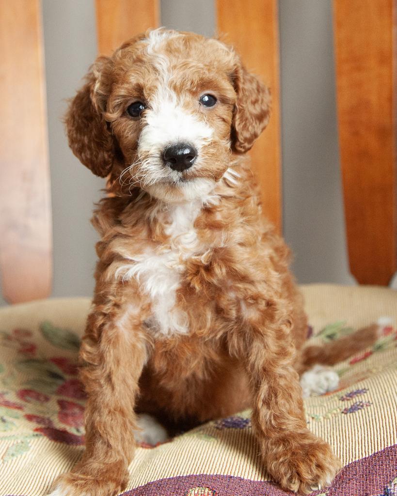 Mini F1b Irishdoodle - Female