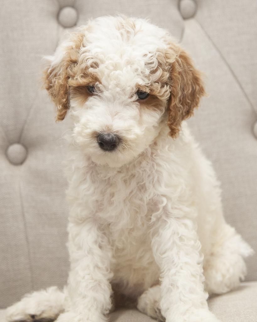 Mini F1B Goldendoodle - Female
