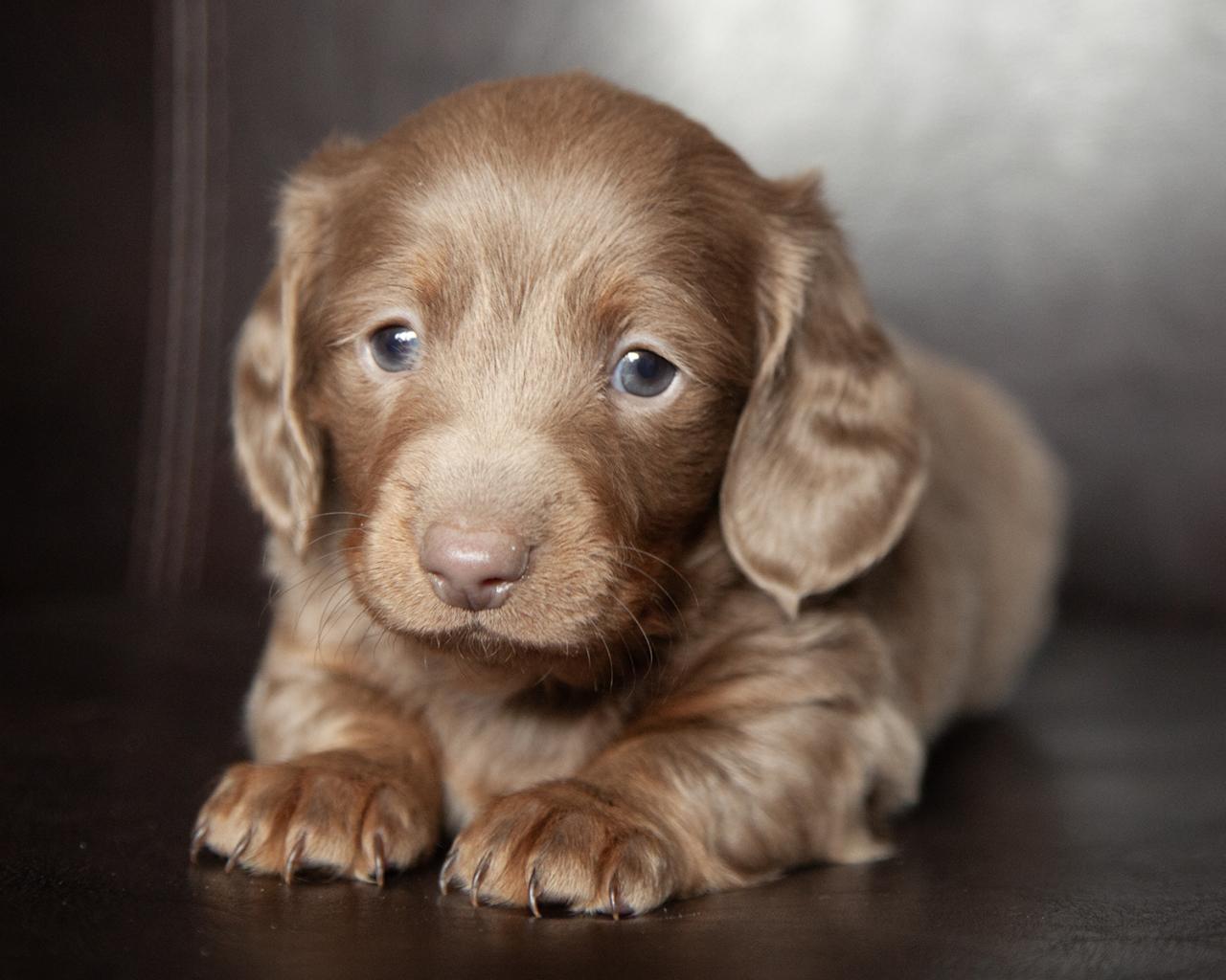 Mini Dachshund - Male