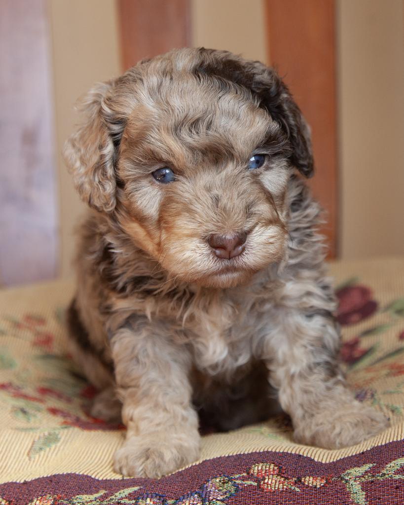 Mini Bernedoodle - Male