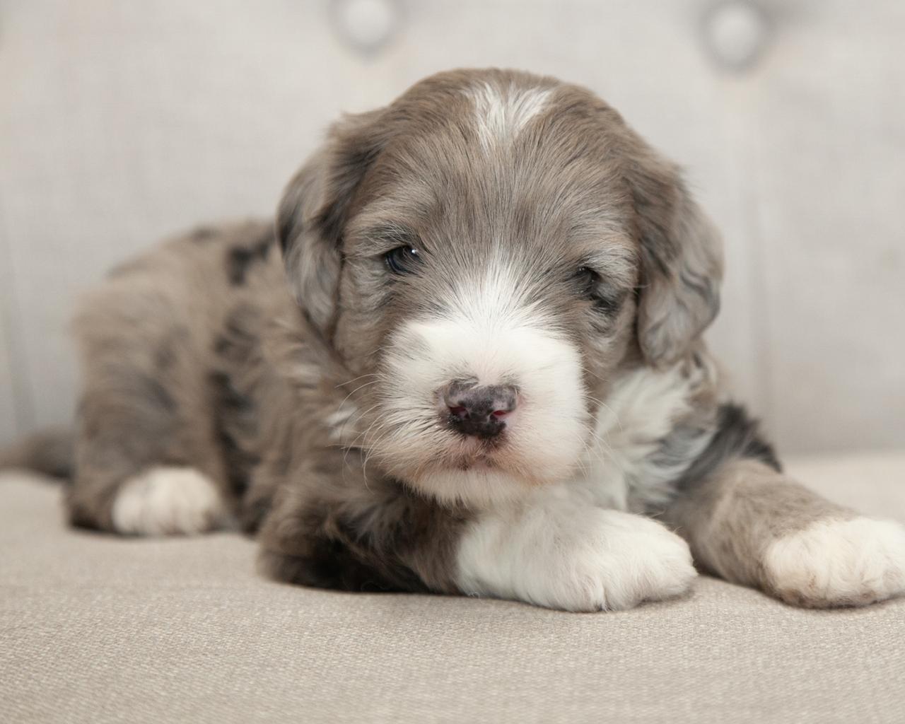 Mini Goldendoodle - Male