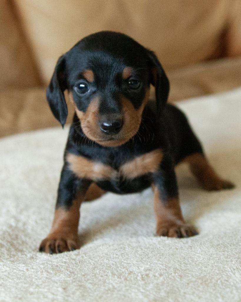 Mini Dachshund - Smooth coat - Male