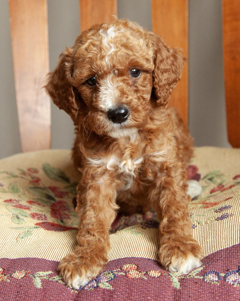 Mini F1b Irishdoodle - Male