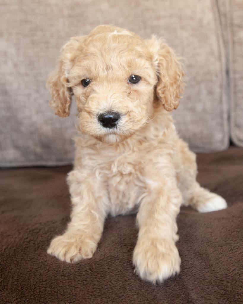 Mini Goldendoodle - Male