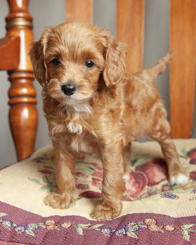 Mini F1b Irishdoodle - Female