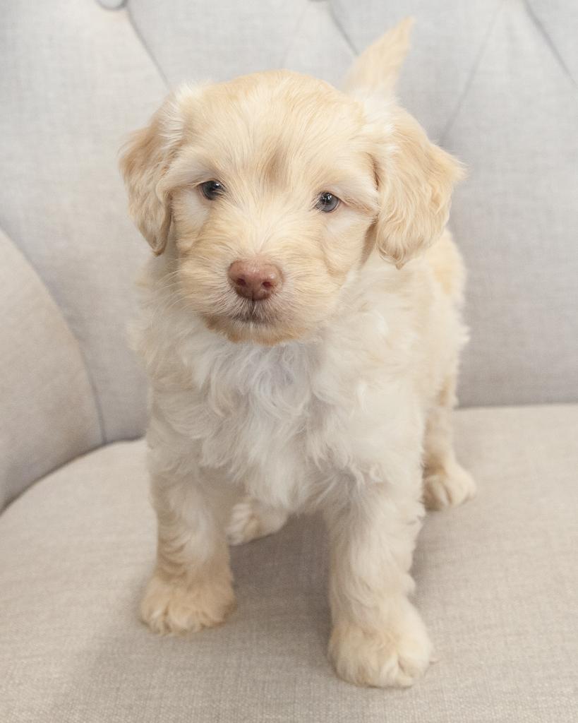Mini Goldendoodle - Male