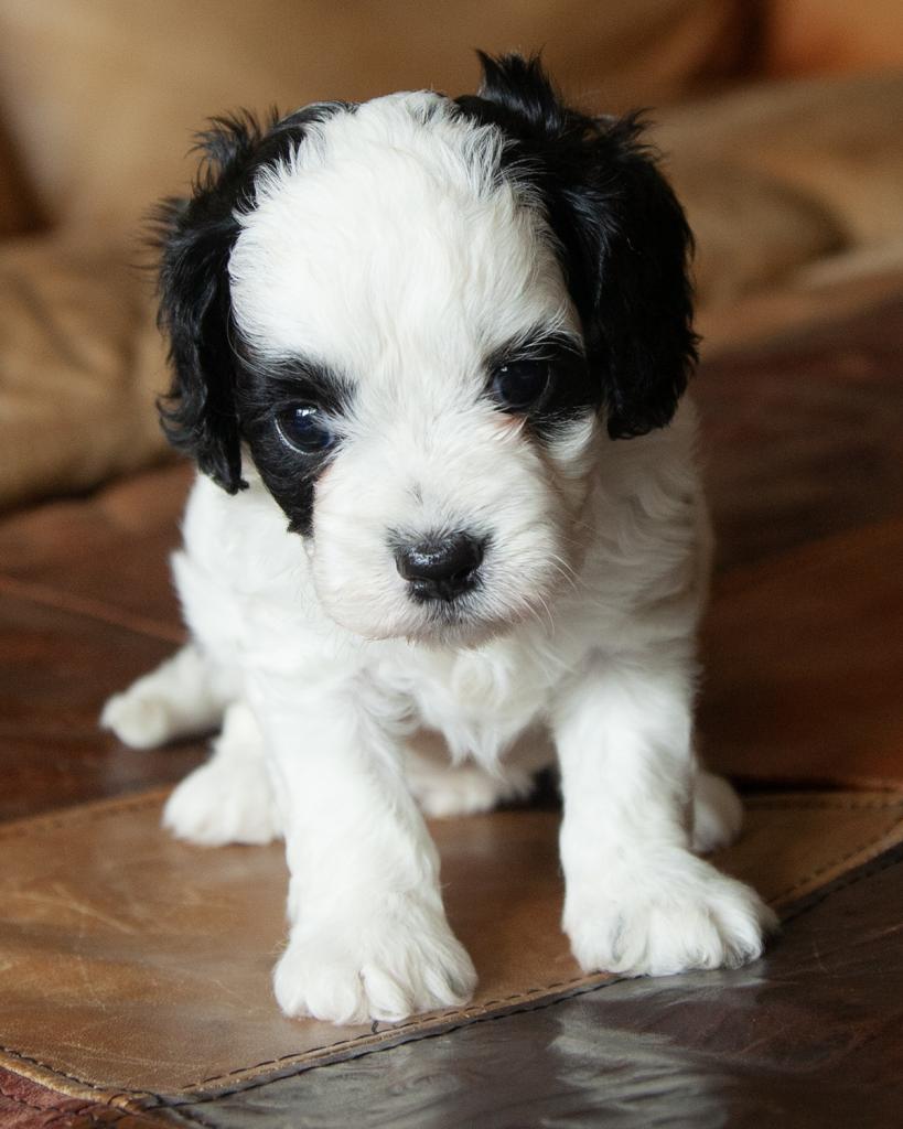 Cavapoo - Male