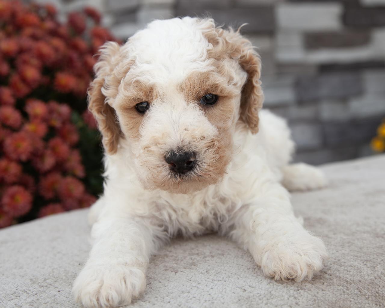 Mini F1b Goldendoodle - Male