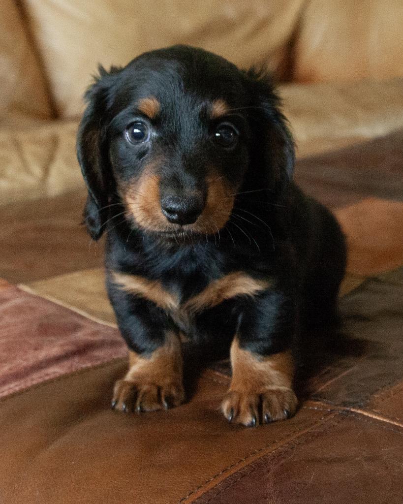 Mini Dachshund - Male