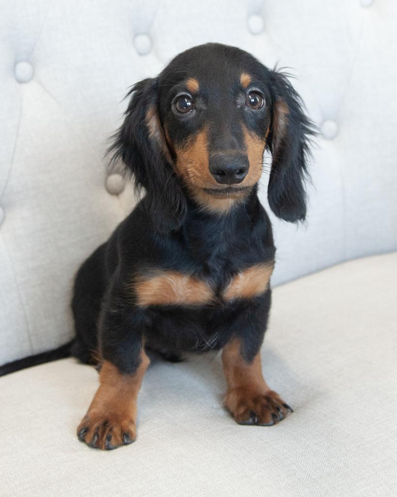 Mini Dachshund - Male
