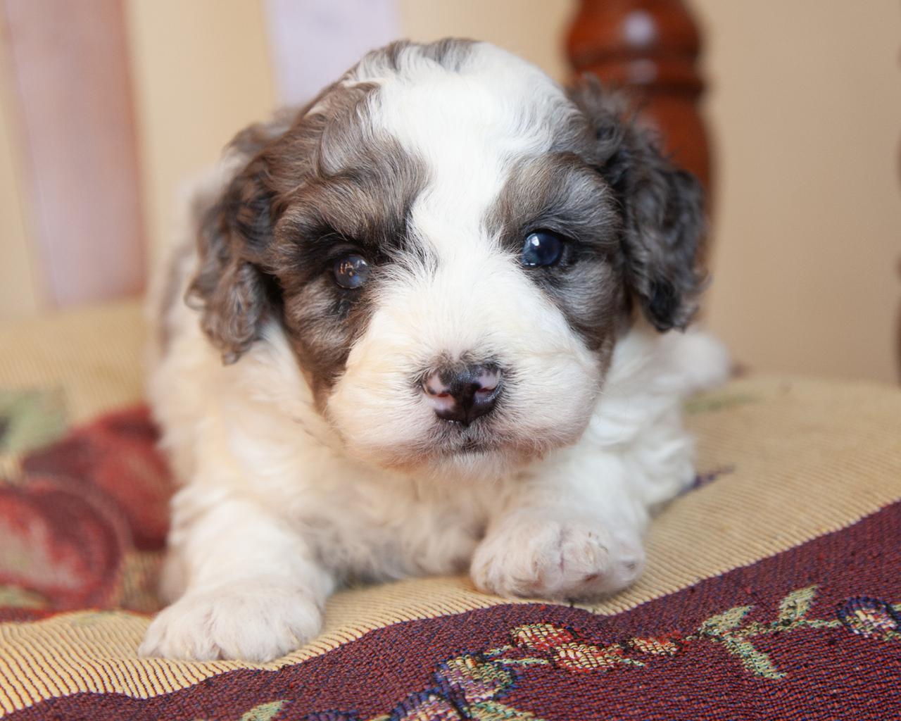 Mini Bernedoodle - Male