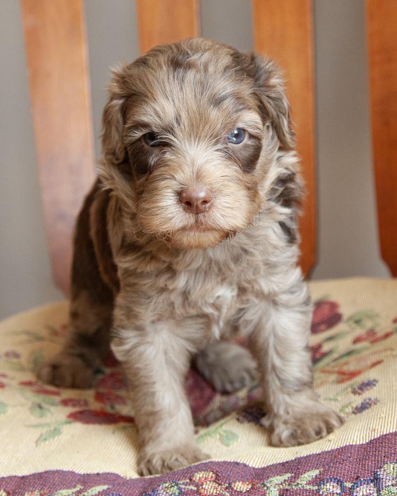 Mini Bernedoodle - Male